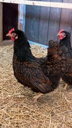 Barnevelder broedeieren, Dieren en Toebehoren, Pluimvee, Meerdere dieren, Kip