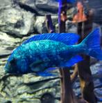 Malawi/mbuna bestand, Dieren en Toebehoren, Vissen | Aquariumvissen, Vis