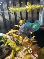 Betta vrouwtje volwassen, Vis, Zoetwatervis