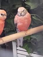 Koppel bourkes ruilen voor rubino man, Dieren en Toebehoren, Vogels | Parkieten en Papegaaien, Mannelijk, Parkiet