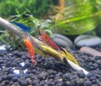 Skittles Neocaridina Garnaalen | Multicolored shrimp, Dieren en Toebehoren, Kreeft, Krab of Garnaal