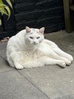 Poes ter adoptie, Dieren en Toebehoren, Katten en Kittens | Overige Katten, Poes, 3 tot 5 jaar