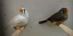 2 zebravink poppen, Dieren en Toebehoren, Vogels | Overige Vogels, Vrouwelijk, Geringd