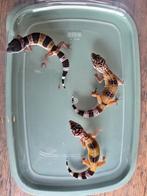 Jonge luipaardgekko's, Dieren en Toebehoren, Hagedis, 0 tot 2 jaar