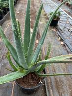 Aloe vera, Ophalen of Verzenden, Overige soorten, Minder dan 100 cm