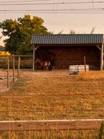 Plek vrij voor Shetlander, Dieren en Toebehoren, Stalling en Weidegang, Weidegang, 1 paard of pony