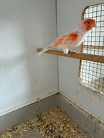 Rood mozaïek kanaries, Dieren en Toebehoren, Vogels | Kanaries, Meerdere dieren, Kleurkanarie