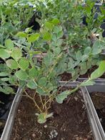 Ziziphus lotus, Overige soorten, Minder dan 100 cm, Ophalen, Volle zon