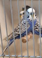 Grasparkiet violet en spangle, Dieren en Toebehoren, Vogels | Parkieten en Papegaaien, Meerdere dieren, Parkiet, Geringd