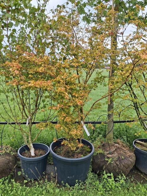 Acer palmatum, Japanse esdoorn groen blad, Rode herfstkleur, Tuin en Terras, Planten | Struiken en Hagen, Struik, Esdoorn, 100 tot 250 cm