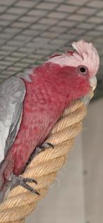 Rosé kaketoe man, Meerdere dieren, Papegaai, Geringd