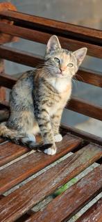 Zeer mooie en tamme kindvriendelijke boerderij kittens., Dieren en Toebehoren, Katten en Kittens | Overige Katten, Meerdere dieren