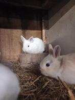 Jonge dwergkonijntjes te koop, Dieren en Toebehoren, Konijnen, Meerdere dieren, Dwerg
