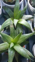 Gisteraloe Wonder vetplant succulent gasteria aloe, Vetplant, Ophalen of Verzenden, In pot, Minder dan 100 cm
