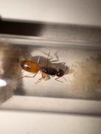 Camponotus fedtschenkoi + broed, Dieren en Toebehoren, Insecten en Spinnen, Mieren