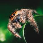 springspin || phidippus regius "north florida" || spin, Dieren en Toebehoren, Spin of Schorpioen