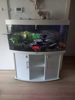 Juwel Panorama aquarium 122 cm met gebogen ruit, Dieren en Toebehoren, Vissen | Aquaria en Toebehoren, Ophalen, Gebruikt, Gevuld zoetwateraquarium