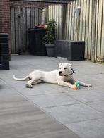 Dogo argentino pup, Particulier, Rabiës (hondsdolheid), Buitenland, Reu