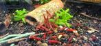 Rode neocaridina garnalen, Dieren en Toebehoren, Vissen | Aquariumvissen, Kreeft, Krab of Garnaal