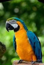 Blauw-en-geel grot papagaai, Dieren en Toebehoren, Vogels | Parkieten en Papegaaien, Vrouwelijk, Papegaai, Pratend