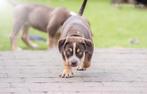 American bully XL puppy reu - uit geteste ouders, Dieren en Toebehoren, Honden | Bulldogs, Pinschers en Molossers, Rabiës (hondsdolheid)