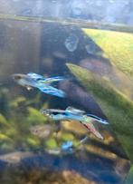 Guppen/guppies jonge, Dieren en Toebehoren, Vissen | Aquariumvissen, Vis