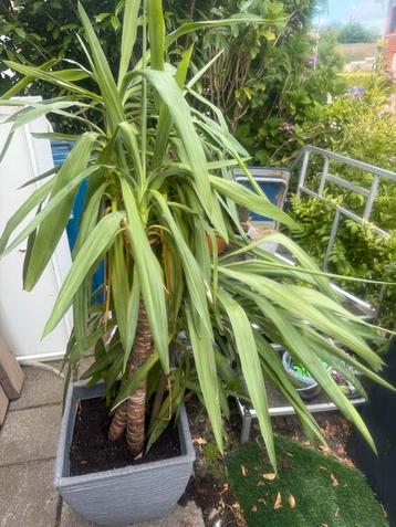 Yucca Kamerplant met Pot beschikbaar voor biedingen