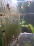 Jonge Caridina Crystal Black garnalen.  Op leidingwater!, Kreeft, Krab of Garnaal, Zoetwatervis, Schoolvis