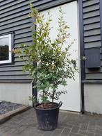 Quercus Ilex (meerstammig) 150+ (ACTIE! NU €125,-), Tuin en Terras, 100 tot 250 cm, Zomer, Volle zon, In pot