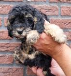 Dwergpoedel x toypoedel, Dieren en Toebehoren, Honden | Chihuahua's en Gezelschapshonden, Poedel, CDV (hondenziekte), 8 tot 15 weken
