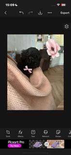 Toypoedel. 3 teefjes zwart, Poedel, 8 tot 15 weken, Teef, Parvo