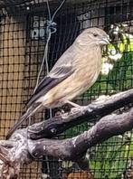 hybride Mexicaanse Roodmus x Noordse Goudvink, Dieren en Toebehoren, Vogels | Overige Vogels, Vrouwelijk, Wildzangvogel, Geringd