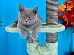 Brits Korthaar kittens / Britse Korthaar kittens, Dieren en Toebehoren, Katten en Kittens | Raskatten | Korthaar