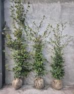 Fagus beuken haag boompjes, Ophalen, Beukenhaag, 100 tot 250 cm