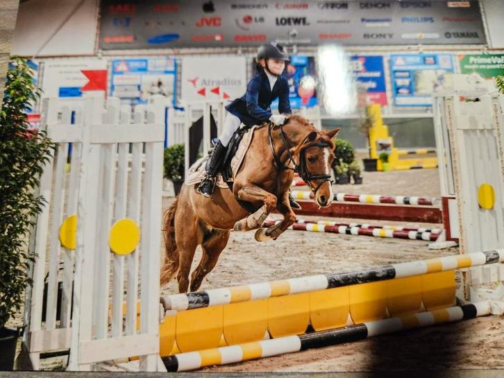 Super gave pony, Dieren en Toebehoren, Paarden