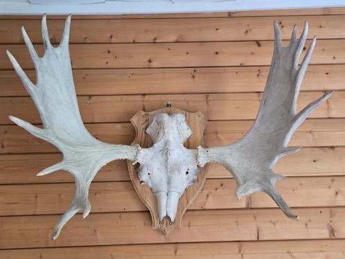 Groot elandgewei met schedel - Jachttrofee uit 1980!, Huis en Inrichting, Woonaccessoires | Wanddecoraties, Ophalen