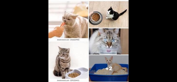 Aangeboden Katten oppas bij U thuis, Dieren en Toebehoren, Katten-accessoires, Zo goed als nieuw, Ophalen of Verzenden