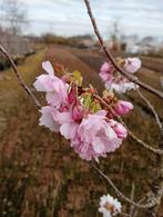 Prunus sierkersen bloesembomen, Tuin en Terras, Planten | Bomen, In pot, Overige soorten, Ophalen