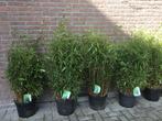 Fargesia Robusta Formidable, niet woekerende bamboe!!!, Ophalen, Bamboe, Haag, 250 cm of meer