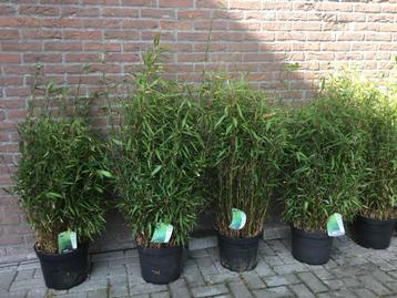Fargesia Robusta Formidable, niet woekerende bamboe!!! beschikbaar voor biedingen