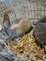 Jonge Vlaamse reuzen, Dieren en Toebehoren, Konijnen, Meerdere dieren, Groot, 0 tot 2 jaar