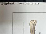 Oude Schoolplaat - Insecteneters, Antiek en Kunst, Ophalen, Natuur en Biologie