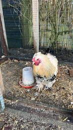 Haan mix cochin en zijderhoen, Mannelijk, Kip