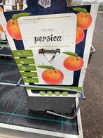 Fruitbomen perzik, abrikoos, nectarine, appels, peren, kers, Ophalen, Lente