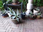 Agave 2 soorten en verschillende groottes, Tuin en Terras, Planten | Tuinplanten, Ophalen