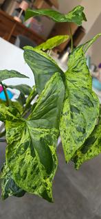 Syngonium Mottled Mojito - hele plant, Huis en Inrichting, Kamerplanten, Ophalen, Overige soorten, Halfschaduw, In pot