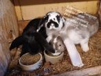 Franse en dwerg hangoor konijnen, Meerdere dieren, Middelgroot, Hangoor, 0 tot 2 jaar