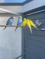 Te Koop: Engelse Grasparkieten, Meerdere dieren, Parkiet, Geringd