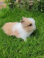Teddy dwerg konijntjes, Dieren en Toebehoren, Konijnen, Meerdere dieren, Dwerg, 0 tot 2 jaar