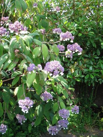 Hydrangea aspera 'Sargentiana' fluweelhortensia, geen snoei beschikbaar voor biedingen